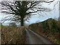 Lon gul ger Cwm Isaf / Narrow lane near Cwm Isaf.