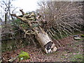 Uprooted tree - Roborough Down