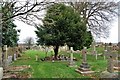 A tree of remembrance