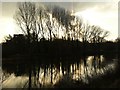 Trees on the Trent