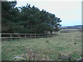 Plantation and water tank near Humbleheugh