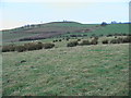 Reedy pasture and arable land near Whitehouse Folly