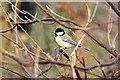 Great tit at Old Moor Wetlands Centre