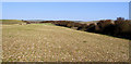 TQ4802 : Field near Rathfinny Reservoir above Seaford by Kevin Gordon