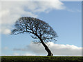 A lone tree