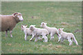 Lambs near Epwell Grounds Farm