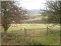 SO5879 : Sheep grazing, Clee Hill by Richard Webb