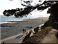 Christchurch: tree overhanging beach view