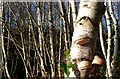 SY7687 : Wood Fungus near Crossways by Nigel Mykura
