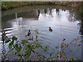 Mallard Ducks on the pond at the Fox & Goose Inn