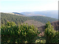 Overlooking the valley east of Mynydd Emroch