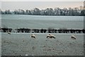 Sheep At Knockroon