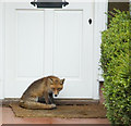 Suburban Fox, Pyrford