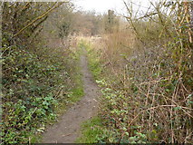 SK5235 : Attenborough Nature Reserve Path by Andy Jamieson