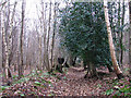 Path through Long Plantation