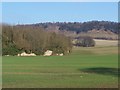TQ7658 : Remains of Boxley Abbey and North Downs by David Anstiss