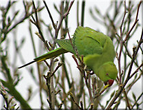 TQ2995 : Ring Necked Parakeet (Psittacula krameri) by Christine Matthews