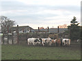 Cattle feeding at Beech Tree Farm