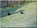 Blackbirds, Bishopstone