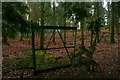 Copse near Combend Manor