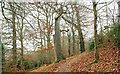 Winter at Huntly Wood, Banbridge