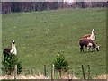 Llamas near Tisbury