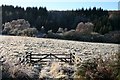 Field Gate in Frost