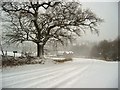 Hollows, Canonbie, Winter 2006