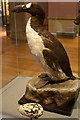 NS5666 : Great Auk (Pinguinis impennis) specimen, Kelvingrove, Glasgow by Mike Pennington