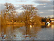 SK4631 : Tree beside the Trent at Sawley by Andy Jamieson