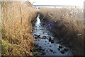 A creek through the rushes