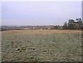 Frosty Field near High Hatch Lane