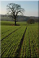 SO7147 : Trees in winter cereals by Philip Halling