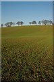 SO7047 : Field of winter cereals, near Ridgeway Cross by Philip Halling