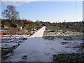 Bleak Hill Allotments - Living up to their name !