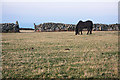 Field at Bosporthennis