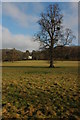 Tree in a field near Stifford