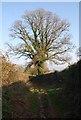 SY0584 : Impressive Oak tree by Hayeswood Lane by N Chadwick