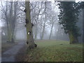 Trees lining Belstead Road, Ipswich