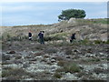 NH7387 : Clearing gorse and brush from lichen heathland at Skibo by sylvia duckworth