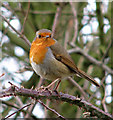 TG3027 : Robin (Erithacus rubecula) - perched on bramble by Evelyn Simak