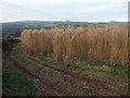 Elephant Grass  in Pembrokeshire