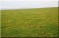 HY2718 : Pasture near Bankhead by Ian Balcombe