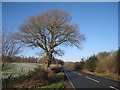 Tree on B2096 to Netherfield