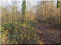 Bridleway into Shillingridge Wood