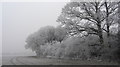 Trees and hedgerow