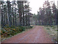 Track in Airdrie Plantations