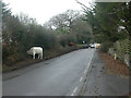 Burley Street, cattle