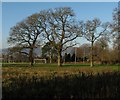 Trees, Barnetts Demesne