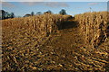 Maize crop at Glympton